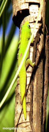 Day Gecko; Madagascar