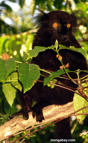 Male Black Lemur [madagascar--male_black_lemur_closeup]