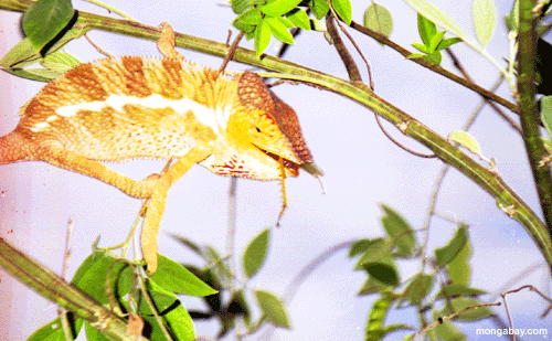 Panther Chameleon; Madagascar