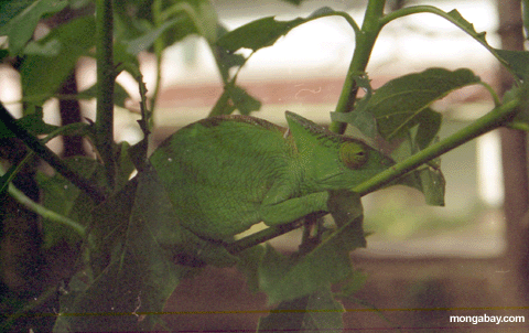 Parson's Chameleon [madagascar--parsons_chameleon]