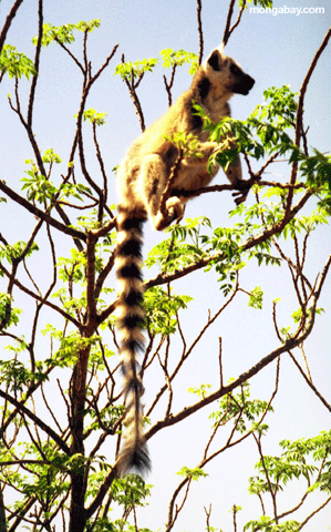 Ringtail Lemur; Madagascar [madagascar--ringtail_profile]