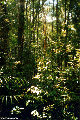 Kinabalu rainforest in Borneo