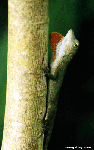 Male Anole