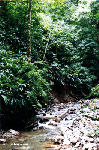 Osa Creek