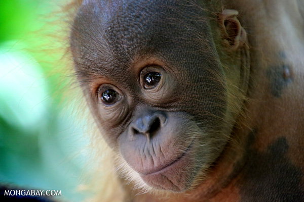 A baby orangutan in Indonesia's North Sumatra province. Image by Rhett A. Butler/Mongabay.
