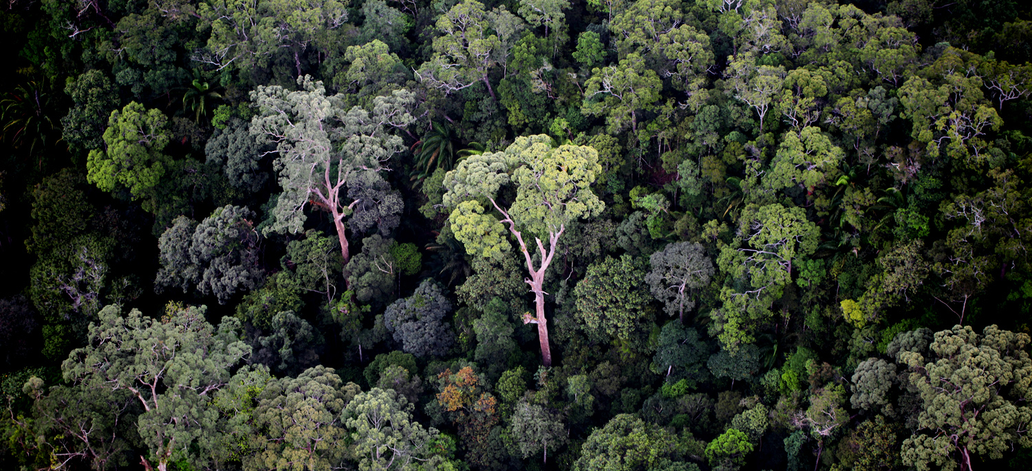 Rainforest in Borneo. Photo by Rhett Butler