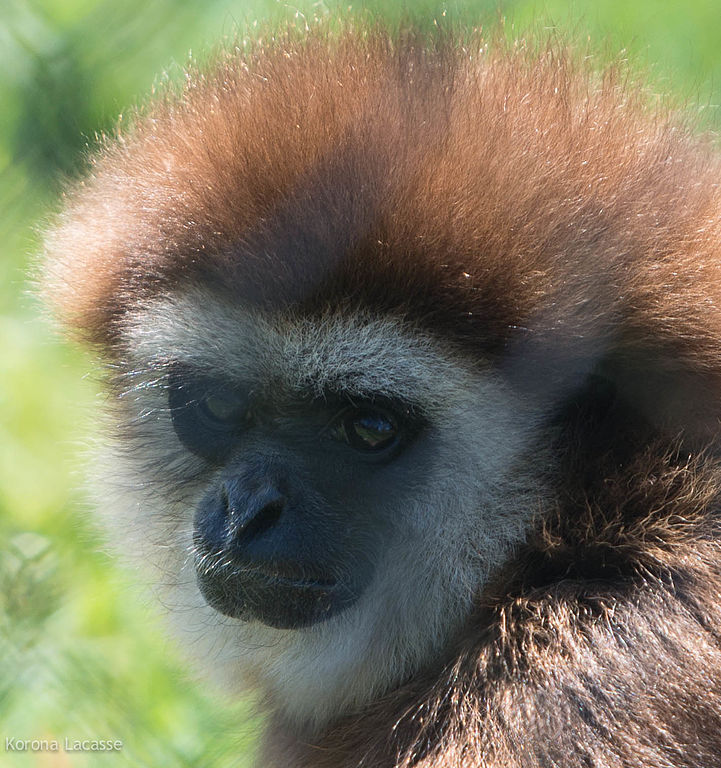 White-handed gibbon by Korona Lacasse licensed under the Creative Commons Attribution 2.0 Generic license.