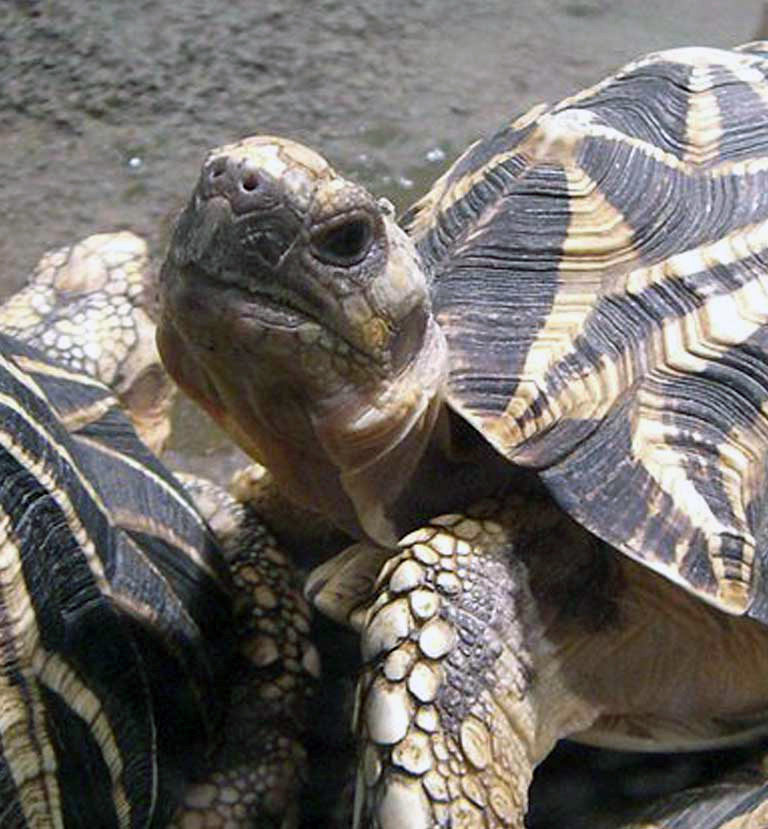 Burmese starred tortoise by ゆうき315 licensed under the Creative Commons Attribution-Share Alike 3.0 Unported license.
