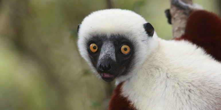 Sifaka lemur in Madagascar. Photo by Rhett A. Butler