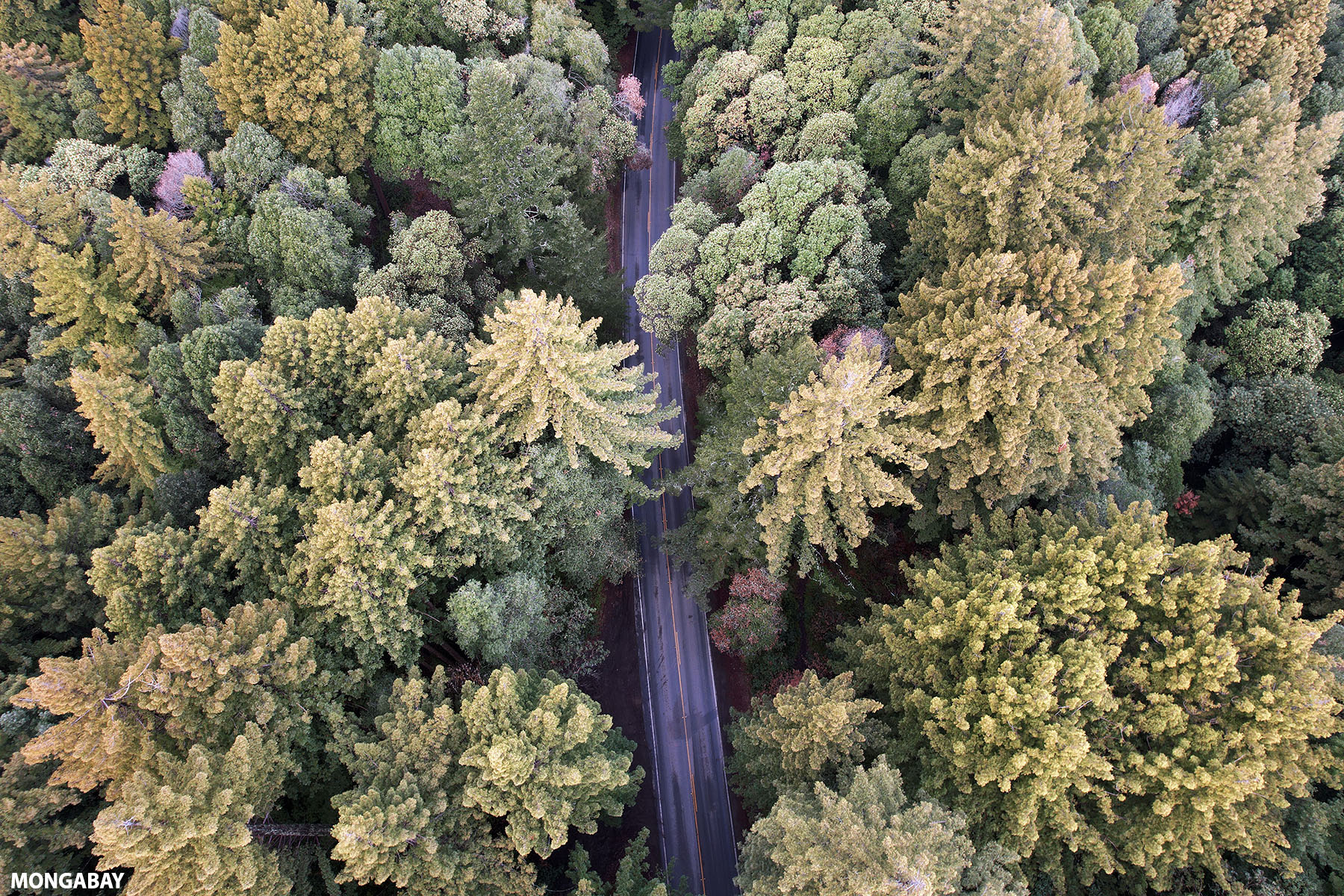 Road through redwoods in California. Photo by Rhett A. Butler.