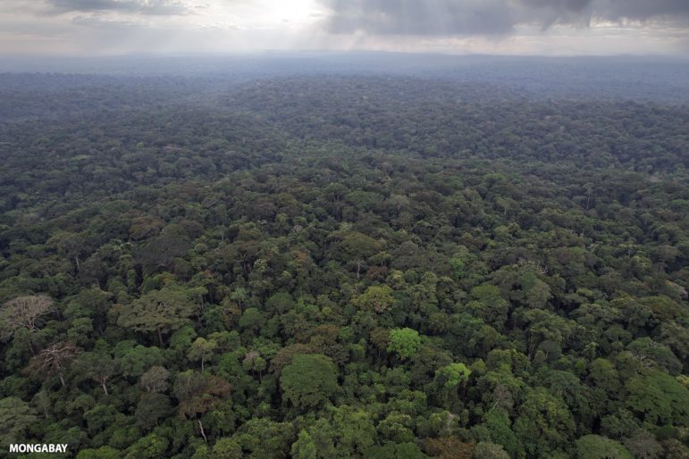 Photograph of a forest taken from the sky