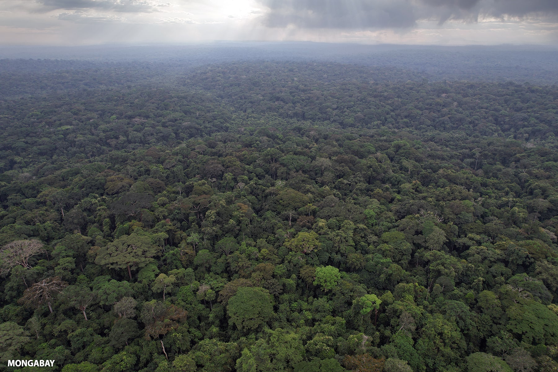A forest in Gabon taken from the sky