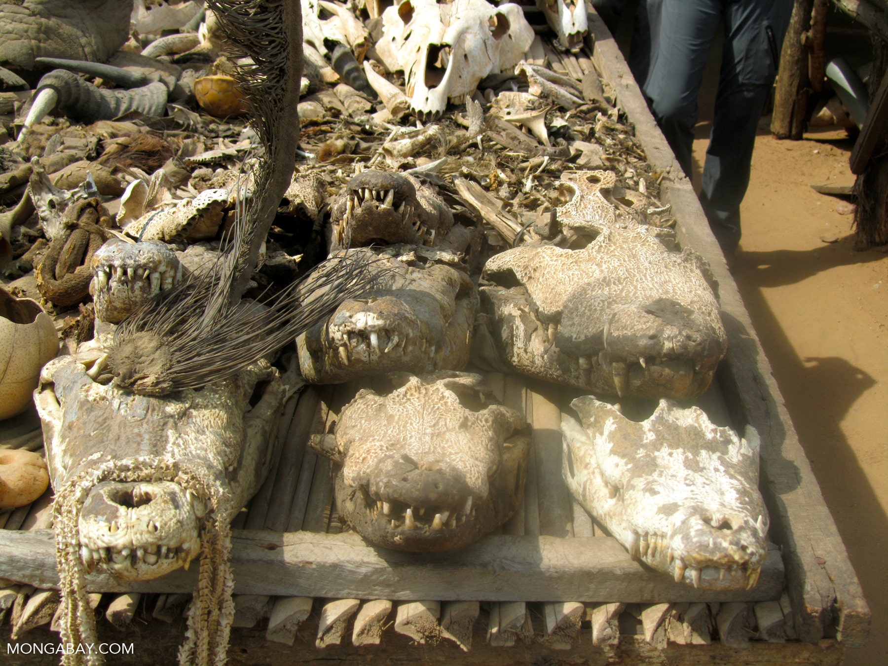 Crocodile snouts at a wildlife products market in Togo