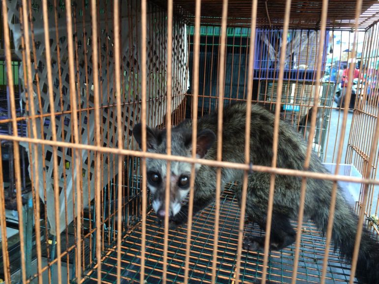A caged civet in a wildlife market in Indonesia. Image by Wolf Clifton – Animal People, Inc.
