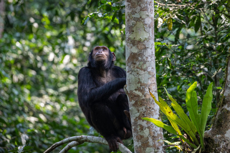 Chimpanzee climbing a tree