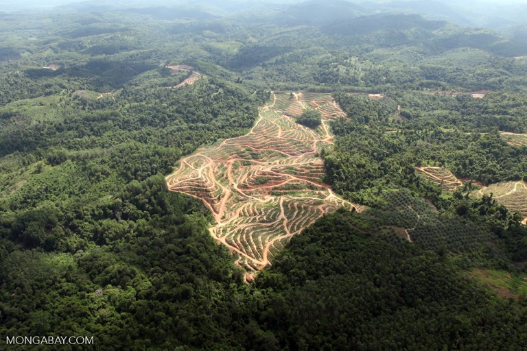 An oil palm plantation in Sabah seen from the air. The state provided 7% of the world’s palm oil in 2019. Image by Rhett A. Butler/Mongabay.