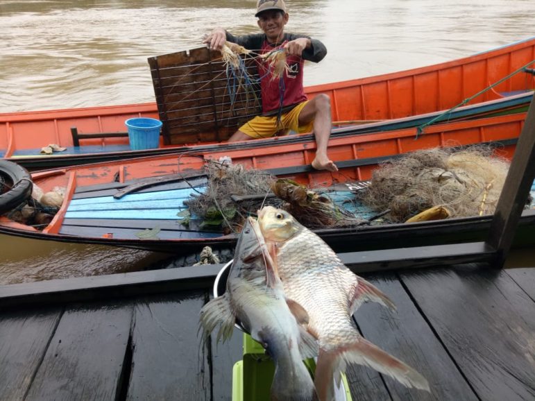 A fisher taking part in the Mahakam pinger trial shows his catch. Significantly larger Pangasius spp. fish were caught when the pinger was on. Image courtesy of Yayasan Konservasi RASI.