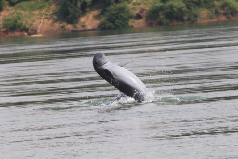 A freshwater Irrawaddy dolphin in a deep-water pool in Cambodia. The species has a distinctively blunt nose and playful expression. Photo courtesy of Lor Kimsan / WWF Cambodia.