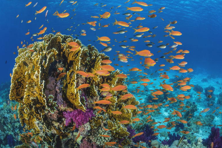 Fish_coral reef_Egypt