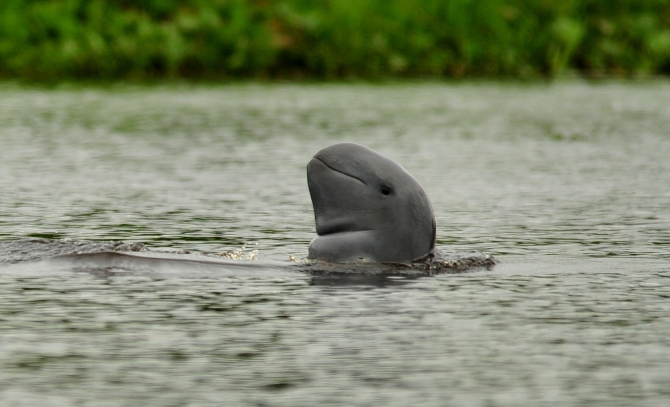 An Irrawaddy dolphin in the Mahakam River, Indonesia.