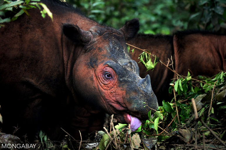 A Sumatran rhinoceros feeding.