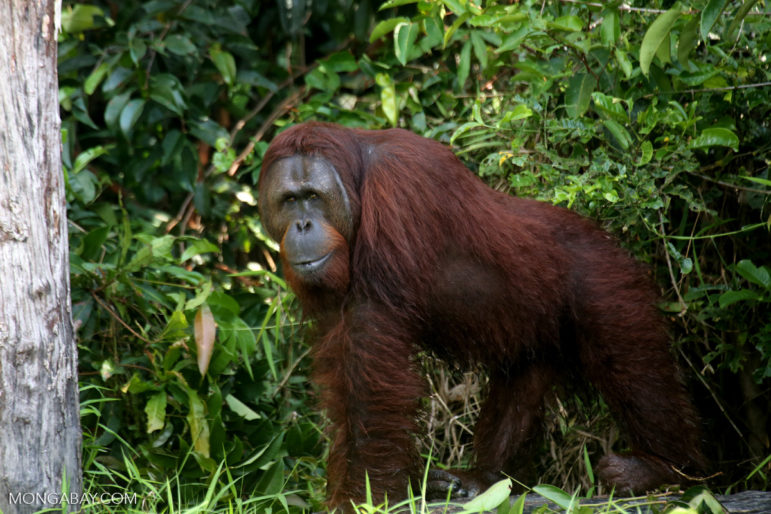 A Bornean orangutan in Central Kalimantan.