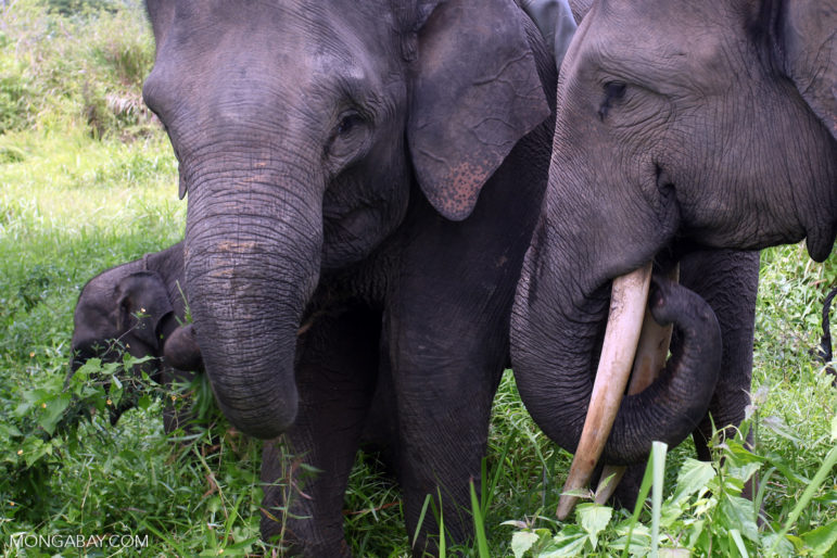 Sumatran elephants feeding.