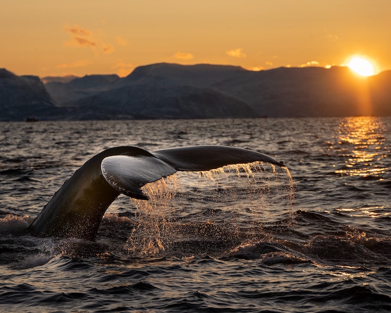 A humpback whale dives during sunset in a Norwegian fjord. Image by Bart via Unsplash.