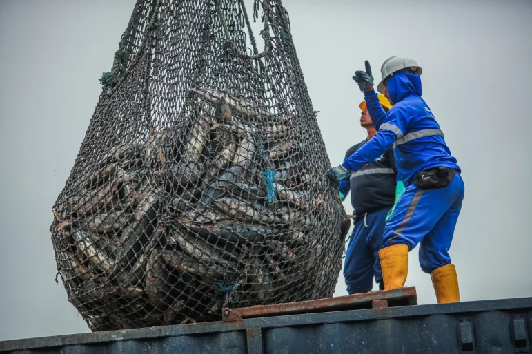 Tuna caught in a net.