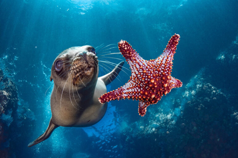 Sea lion with a starfish.