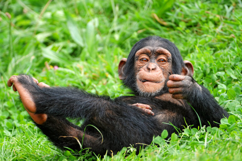 Baby chimp by Flickr user Tambako The Jaguar (CC BY-ND 2.0)