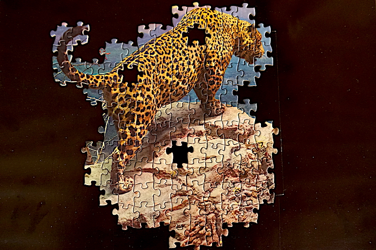 Missing pieces of the puzzle: jaguar. Image by Erik Hoffner for Mongabay.