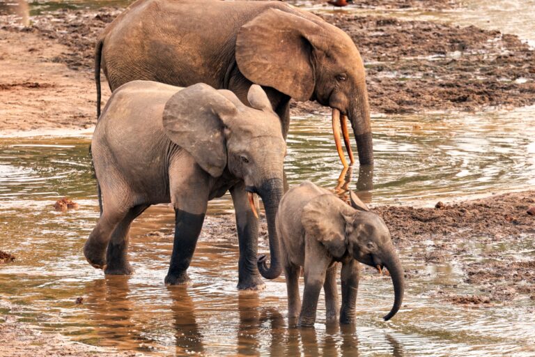 Éléphants à Dzanga Bai au sein du Parc national Dzanga‑Sangha, en République centrafricaine. Image de Rhett Ayers Butler.