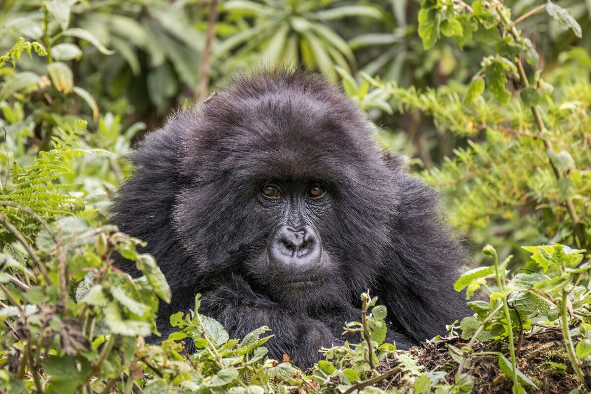 Portrait of a female mountain gorilla in Volcanoes National Park, Rwanda. Image by Charles J. Sharp via Wikimedia Commons.