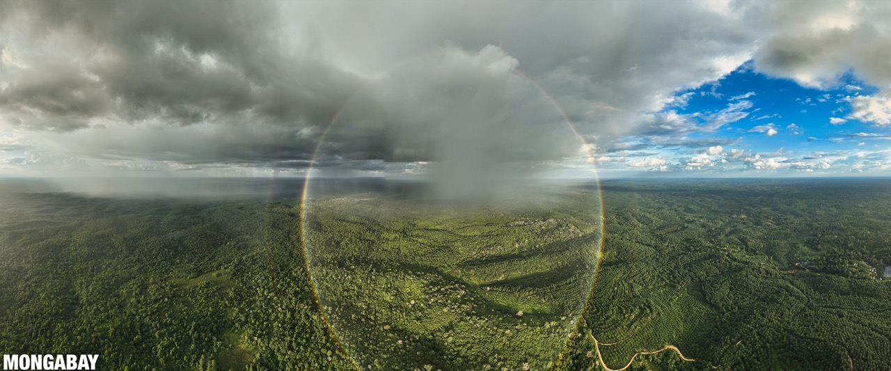Rainbow over oil palm plantations and forest in Jambi. Image by Rhett A. Butler.