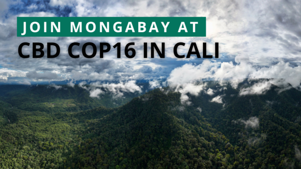 Join Mongabay At The COP16 In Cali, Colombia – Mongabay.org