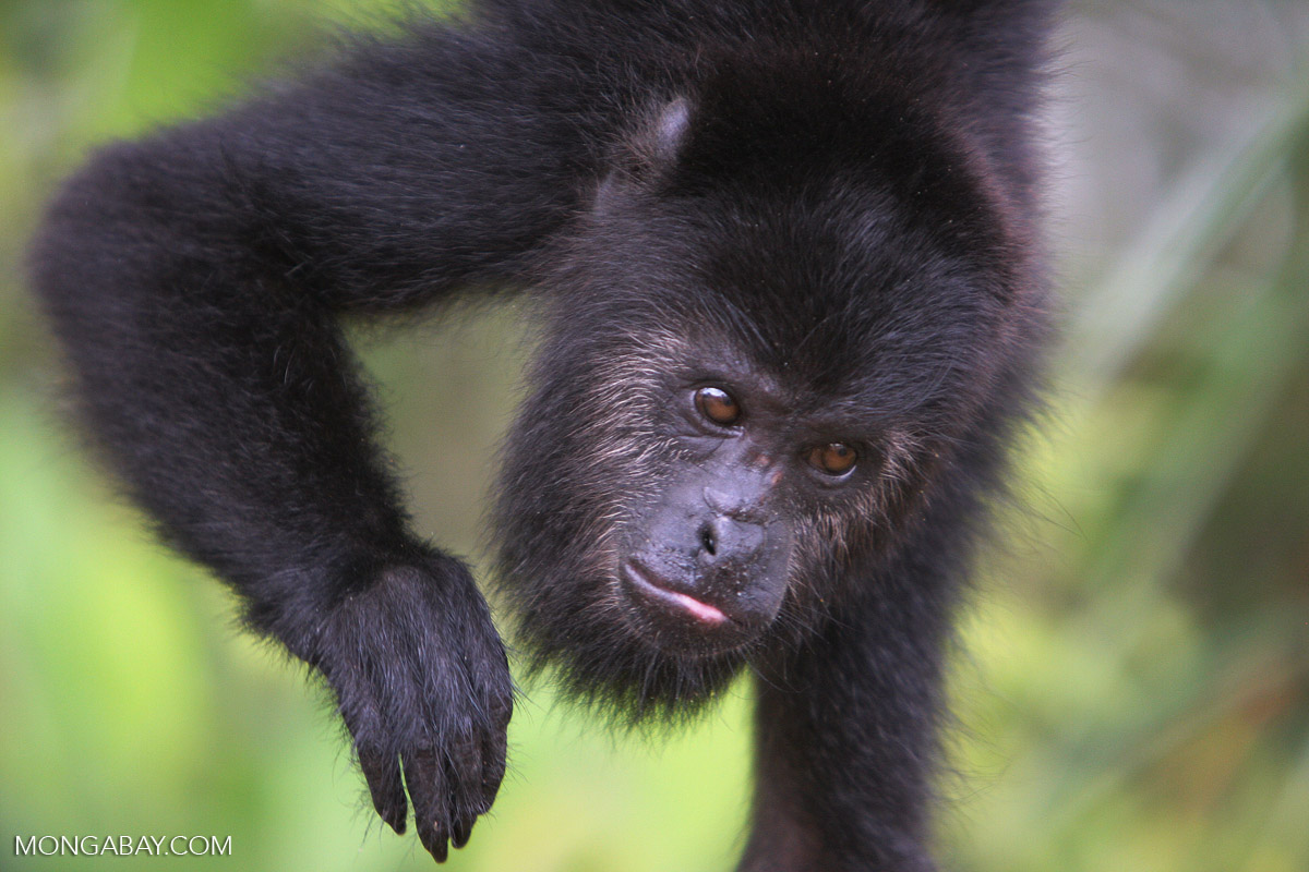 Black howler monkeys (Alouatta pigra), still live in some parts of the Chaco in western Paraguay. Image by Rhett A. Butler.