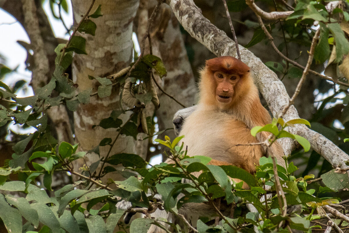 A proboscis monkey (Nasalis larvatus) in the forests along the Kinabatangan River in Sabah. Image by John C. Cannon/Mongabay.