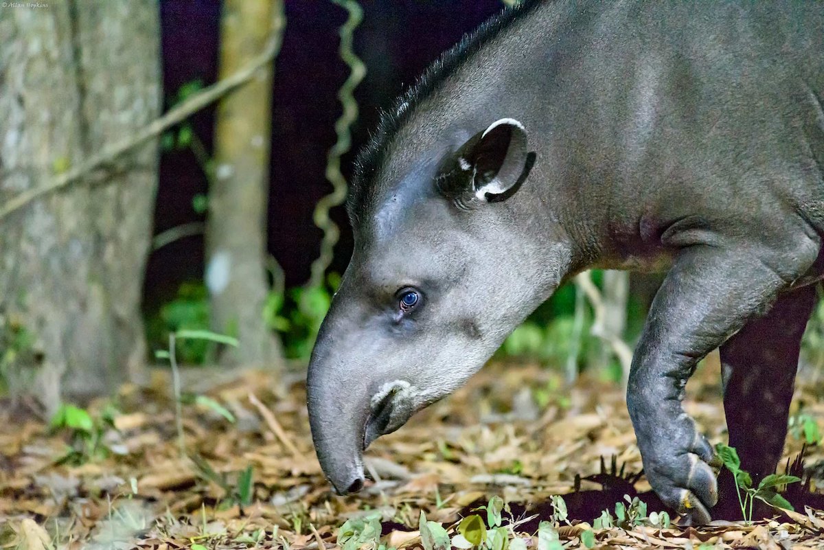 A South American or lowland tapir (Tapirus terrestris). Image by Allan Hopkins via Flickr (CC BY-NC-ND 2.0).