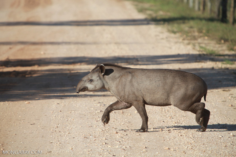 A lowland tapir crosses a road in Brazil. Image by Rhett A. Butler/Mongabay.