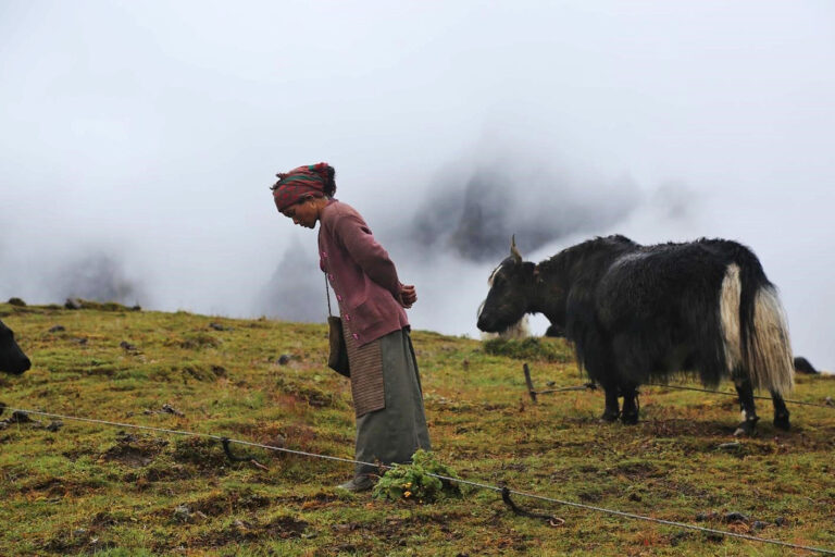 A yak pasture in the Lungbasamba landscape. Image courtesy of Chyamtang-Kathmandu Welfare Society.