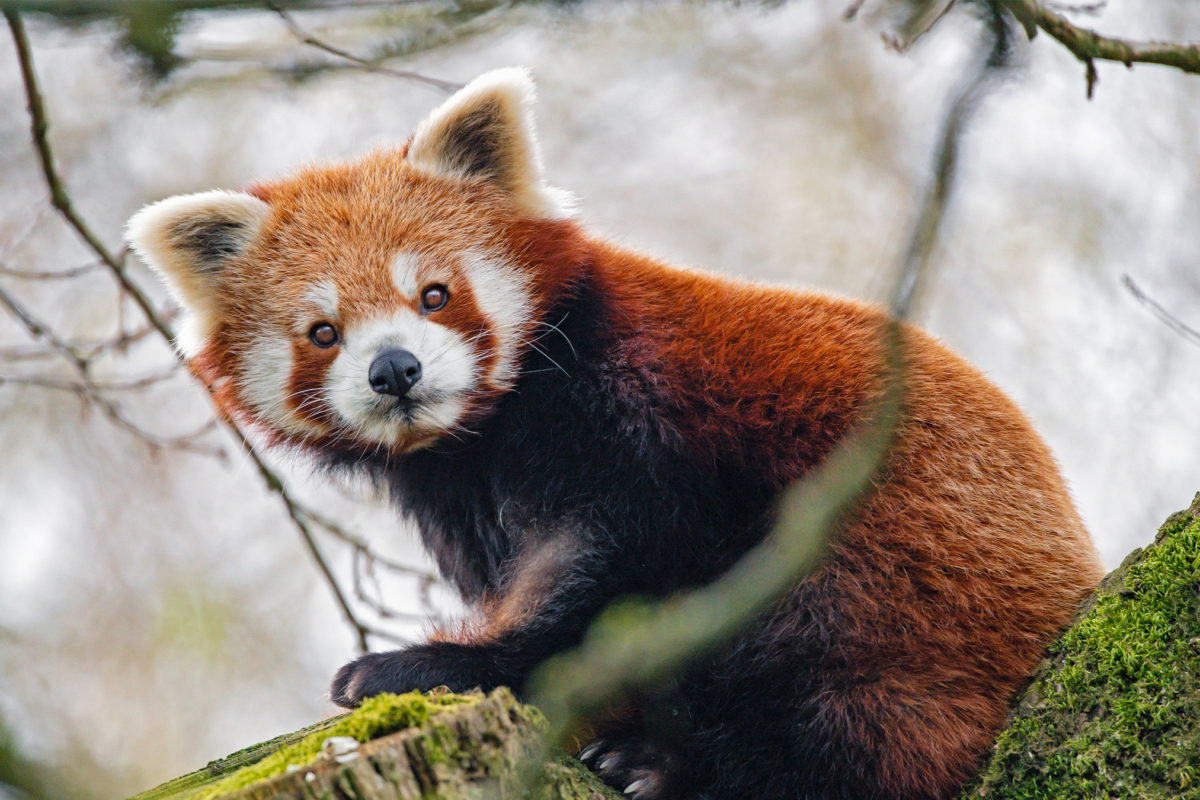 A red panda. Image by Tambako The Jaguar via Flickr (CC BY-ND 2.0).