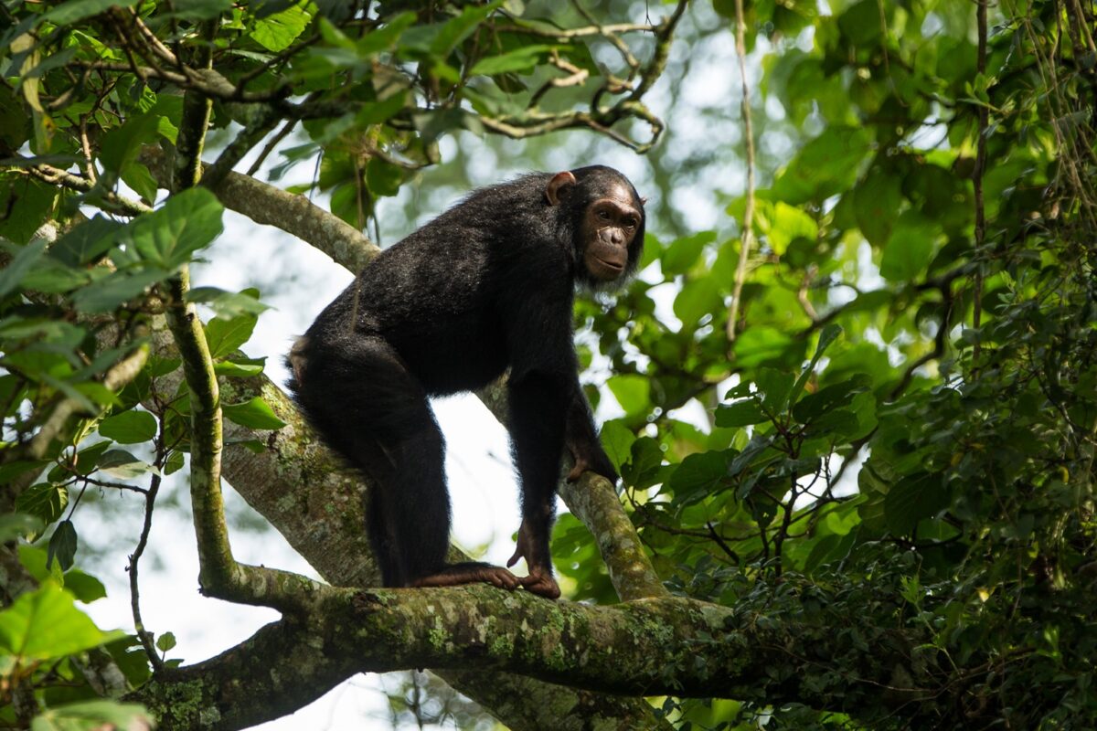 Chimpanzee, Mikeno Lodge, Virunga National Park, DRC. Image by Joseph King via Flickr.