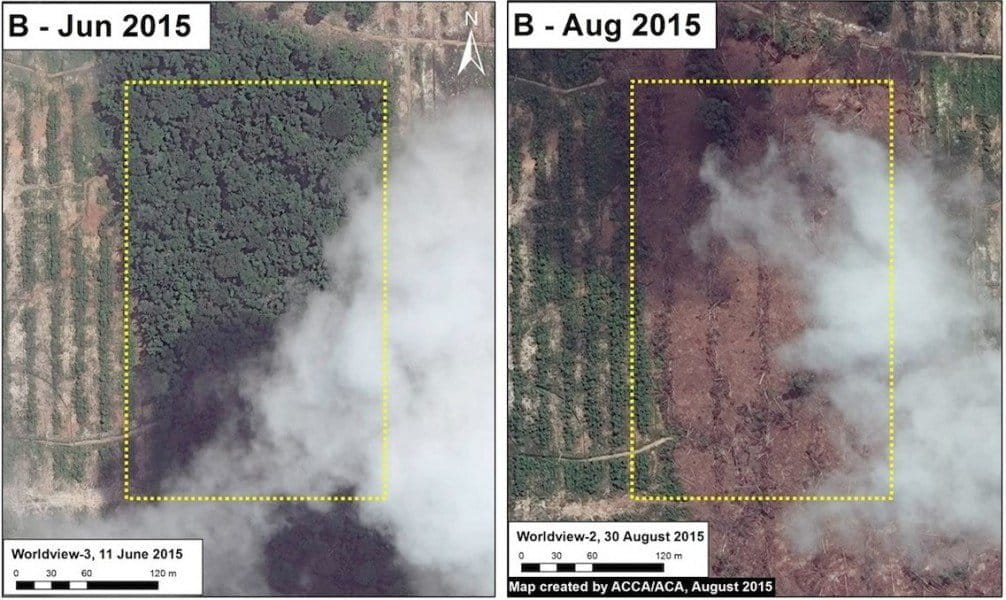 Zoomed-in aerial imagery of recent forest clearing in the plantation. Data from WorldView from Digital Globe (NextView); image courtesy of MAAP.