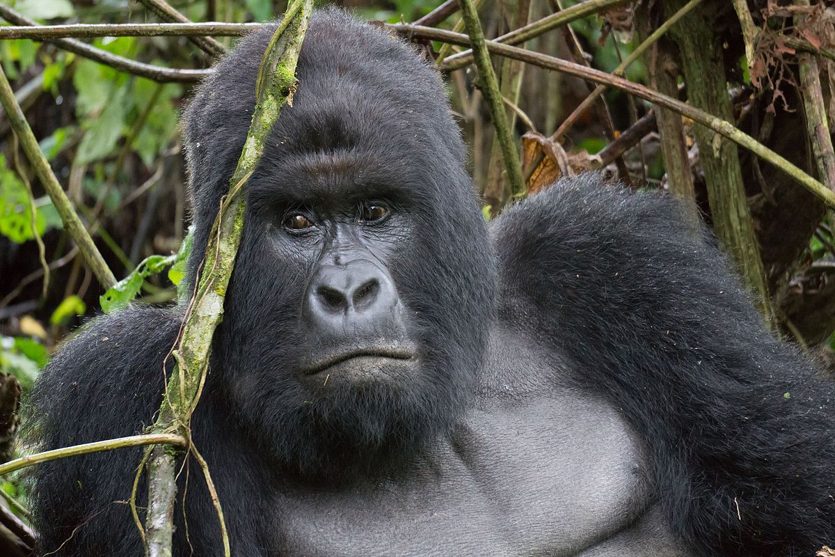 Environmental analysis of DRC’s M23 armed conflict gains widespread traction, opening doors for researchers