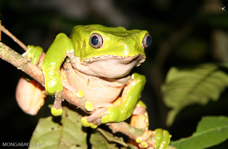 A monkey frog (Phyllomedusa bicolor), one of the many denizens of Peru’s rainforests. Photo by Rhett A. Butler.