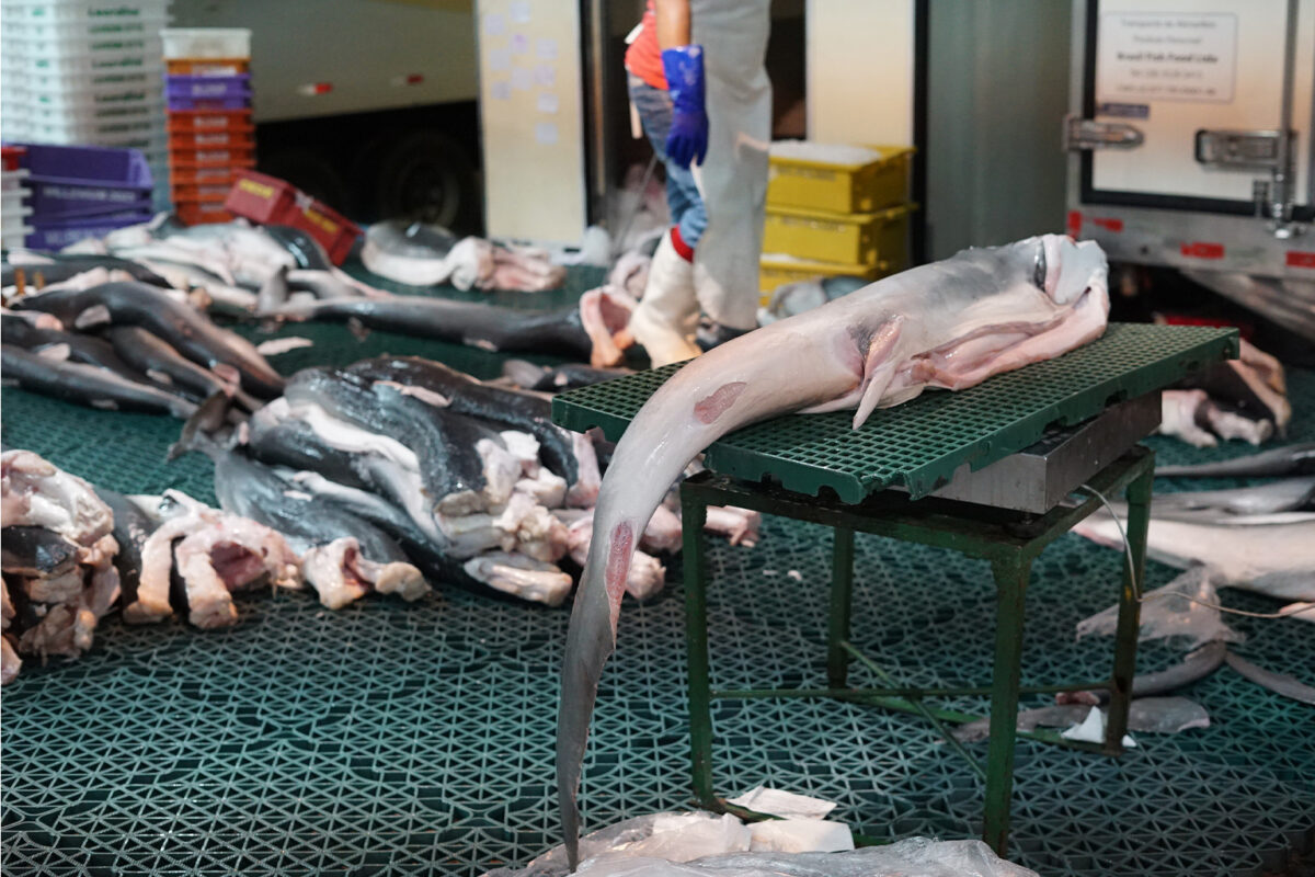 Shark meat is prepared for distribution at CEAGESP in São Paulo, the largest food warehouse in Latin America. Image by Philip Jacobson/Mongabay.