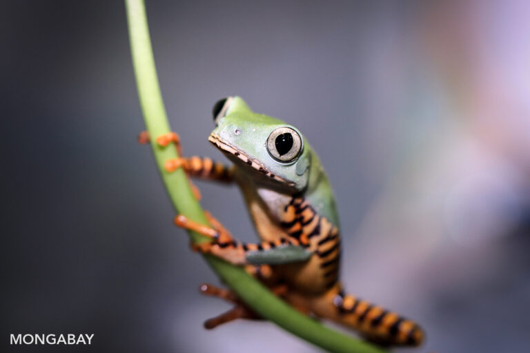 Una rana lémur naranja (Phyllomedusa tomopterna) en el bosque lluvioso del Perú. Foto: Rhett A. Butler / Mongabay
