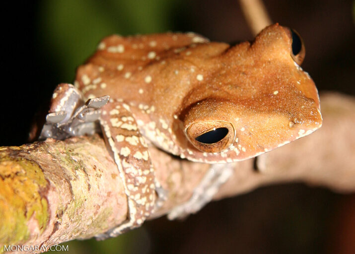 Tree frog in the tropical forest of Borneo (Kalimantan, Borneo - Indonesian Borneo). Image by Rhett A. Butler