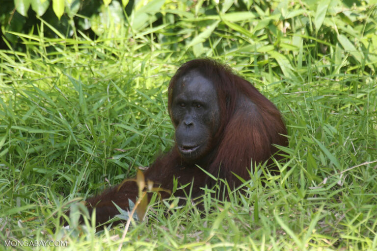 Bornean orangutan. Image by Rhett A. Butler.